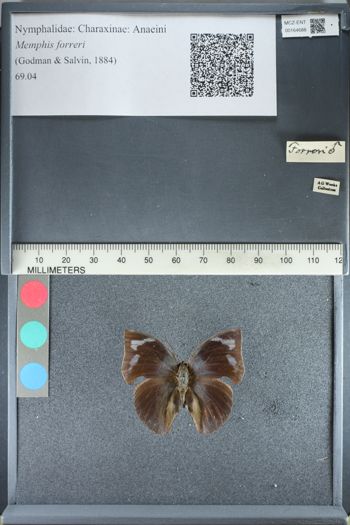 Media type: image;   Entomology 164688